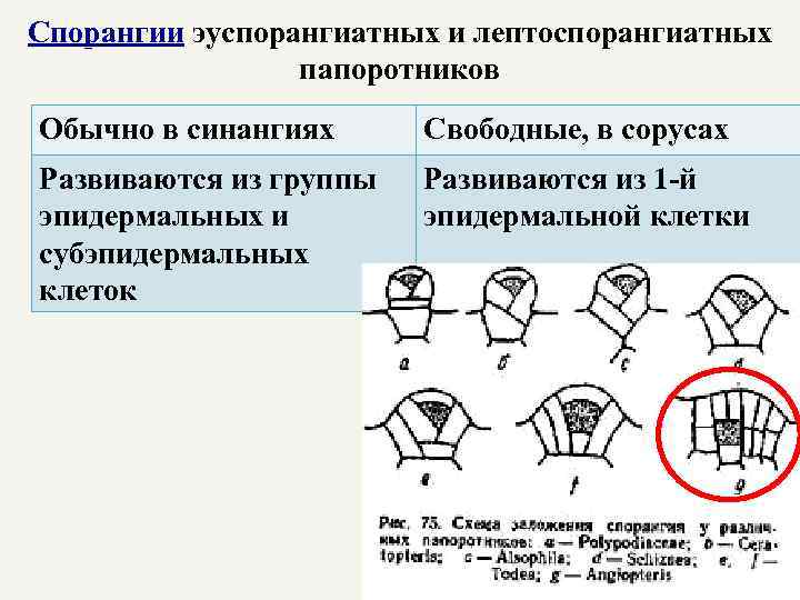 Спорангии эуспорангиатных и лептоспорангиатных папоротников Обычно в синангиях Свободные, в сорусах Развиваются из группы