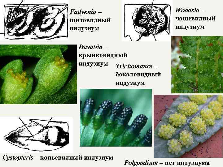 Woodsia – чашевидный индузиум Fadyenia – щитовидный индузиум Davallia – крынковидный индузиум Trichomanes –