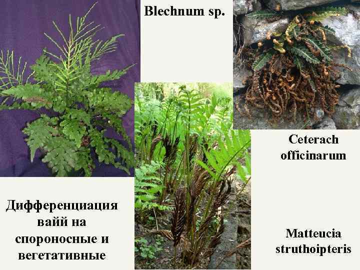 Blechnum sp. Ceterach officinarum Дифференциация вайй на спороносные и вегетативные Matteucia struthoipteris 