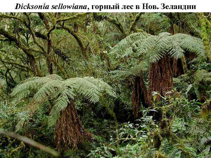 Dicksonia sellowiana, горный лес в Нов. Зеландии 