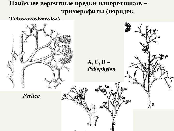 Наиболее вероятные предки папоротников – тримерофиты (порядок Trimerophytales) A, C, D – Psilophyton Pertica