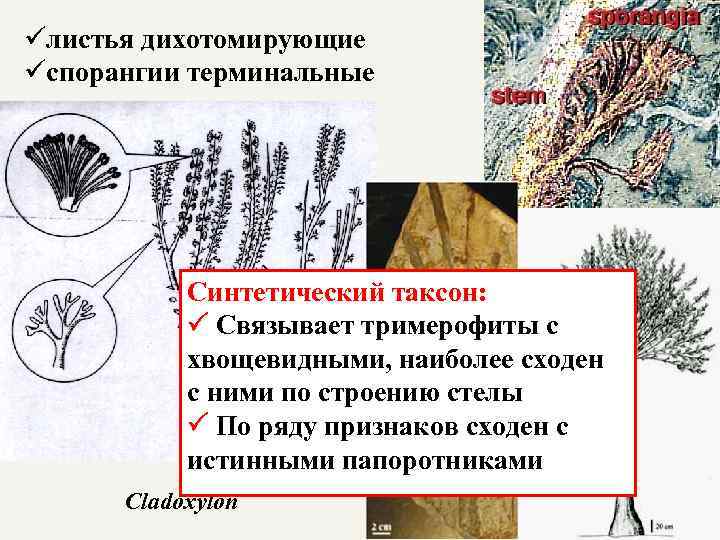 üлистья дихотомирующие üспорангии терминальные Синтетический таксон: Связывает тримерофиты с хвощевидными, наиболее сходен с ними