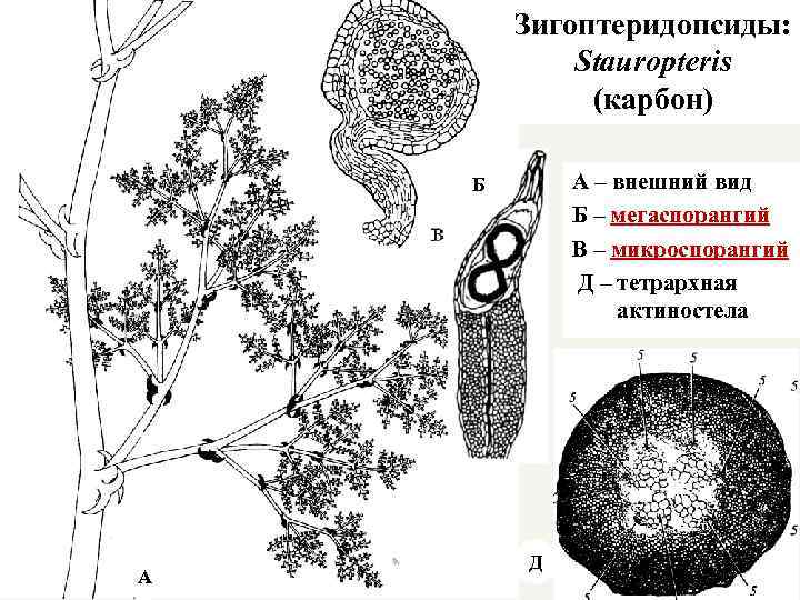 Зигоптеридопсиды: Stauropteris (карбон) А – внешний вид Б – мегаспорангий В – микроспорангий Д