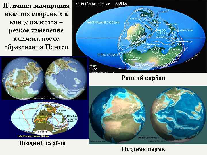 Причина вымирания высших споровых в конце палеозоя – резкое изменение климата после образования Пангеи