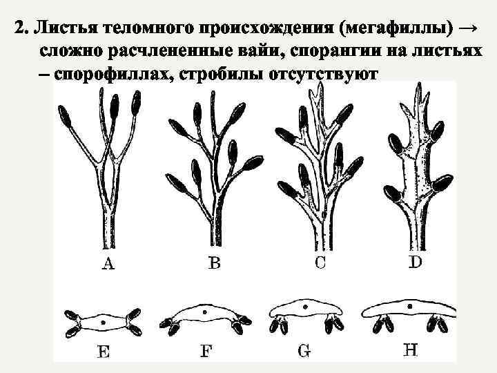 Развитие листьев. Листья теломного происхождения. Возникновение листьев. Макрофильная и микрофильная линии эволюции. Происхождение листа растений.