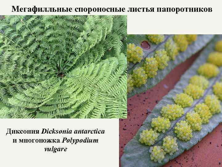 Мегафилльные спороносные листья папоротников Диксония Dicksonia antarctica и многоножка Polypodium vulgare 