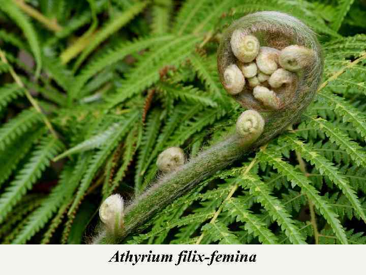 Athyrium filix-femina 