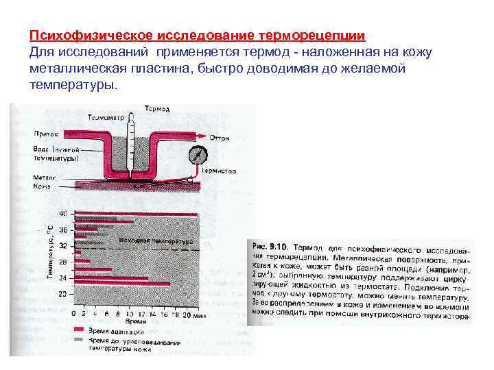 Психофизическое исследование терморецепции Для исследований применяется термод - наложенная на кожу металлическая пластина, быстро