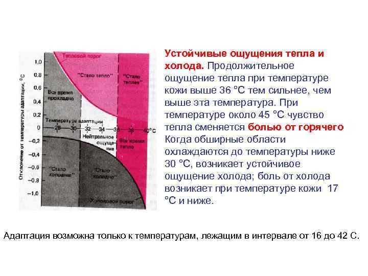 Устойчивые ощущения тепла и холода. Продолжительное ощущение тепла при температуре кожи выше 36 °С