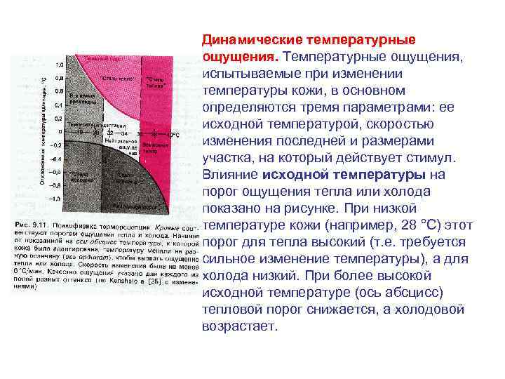 Динамические температурные ощущения. Температурные ощущения, испытываемые при изменении температуры кожи, в основном определяются тремя