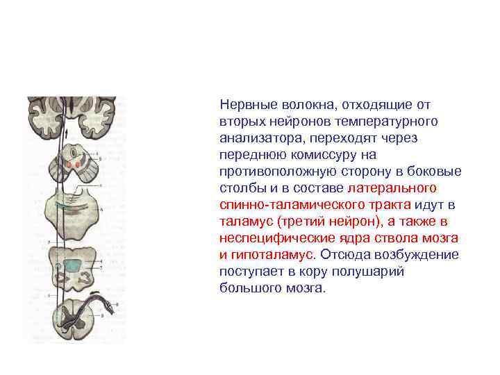 Нервные волокна, отходящие от вторых нейронов температурного анализатора, переходят через переднюю комиссуру на противоположную