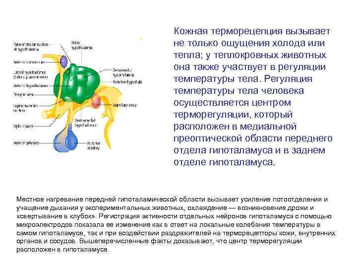 Кожная терморецепция вызывает не только ощущения холода или тепла; у теплокровных животных она также