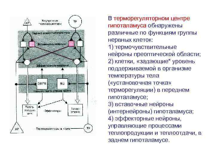 В терморегуляторном центре гипоталамуса обнаружены различные по функциям группы нервных клеток: 1) термочувствительные нейроны