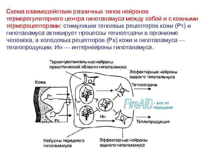 Схема взаимодействия различных типов нейронов терморегуляторного центра гипоталамуса между собой и с кожными терморецепторами: