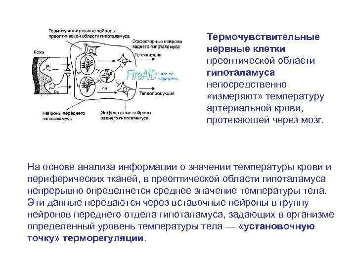 Термочувствительные нервные клетки преоптической области гипоталамуса непосредственно «измеряют» температуру артериальной крови, протекающей через мозг.