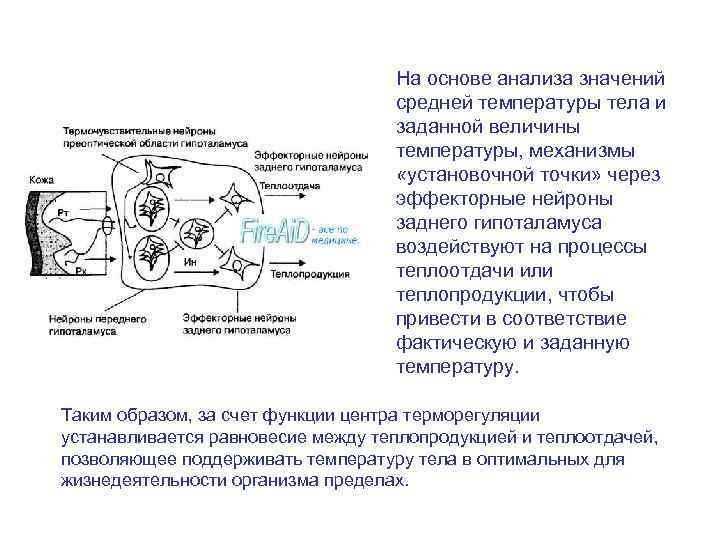 На основе анализа значений средней температуры тела и заданной величины температуры, механизмы «установочной точки»