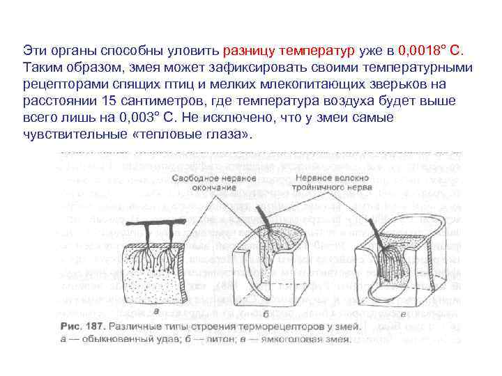 Эти органы способны уловить разницу температур уже в 0, 0018° С. Таким образом, змея