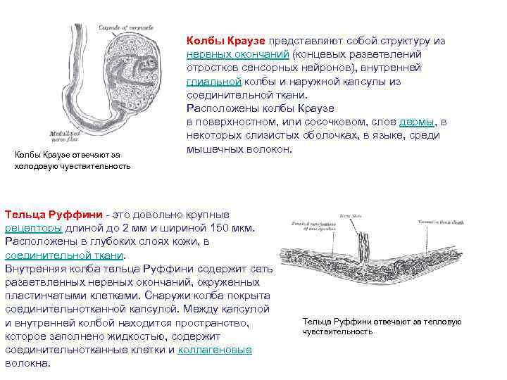 Колбы Краузе отвечают за холодовую чувствительность Колбы Краузе представляют собой структуру из нервных окончаний