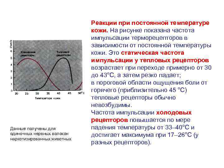 Данные получены для одиночных нервных волокон наркотизированных животных Реакции при постоянной температуре кожи. На