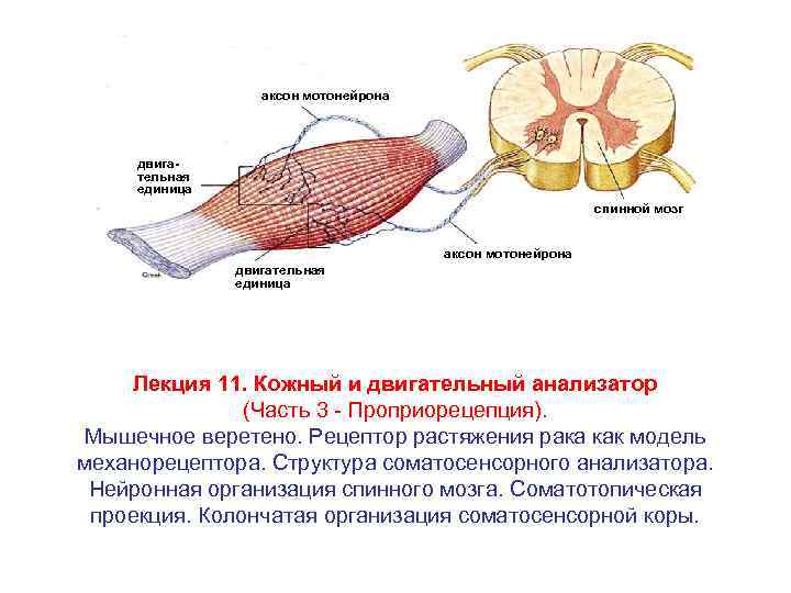 Двигательная моторная единица это