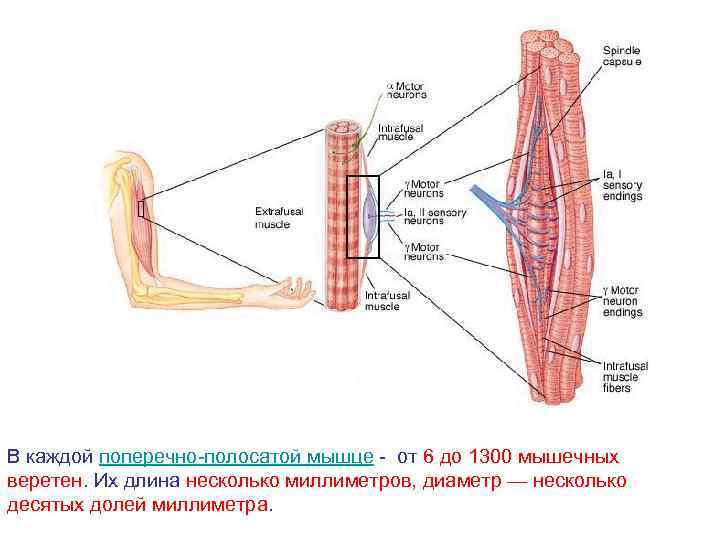 В каждой поперечно-полосатой мышце - от 6 до 1300 мышечных веретен. Их длина несколько