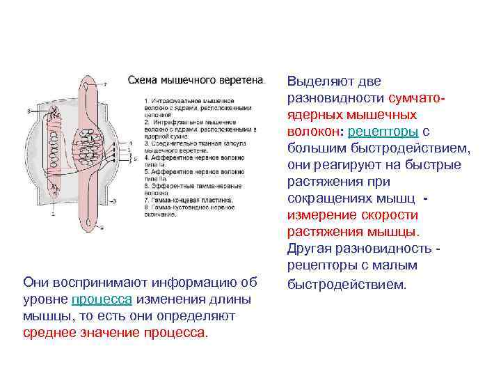 Они воспринимают информацию об уровне процесса изменения длины мышцы, то есть они определяют среднее