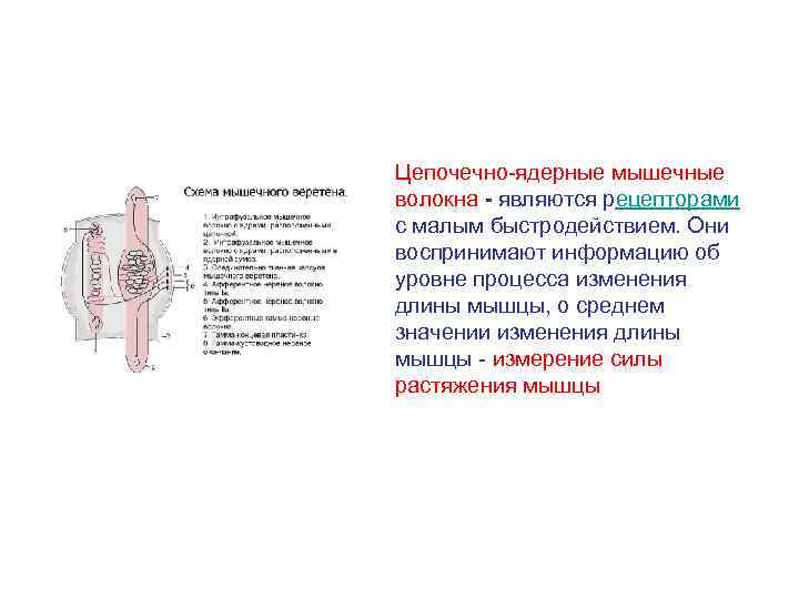 Цепочечно-ядерные мышечные волокна - являются рецепторами с малым быстродействием. Они воспринимают информацию об уровне