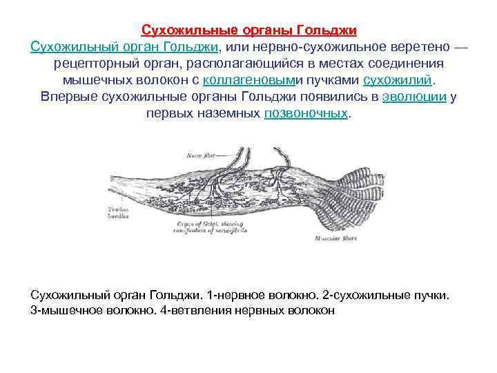 Сухожильные органы Гольджи Сухожильный орган Гольджи, или нервно-сухожильное веретено — рецепторный орган, располагающийся в