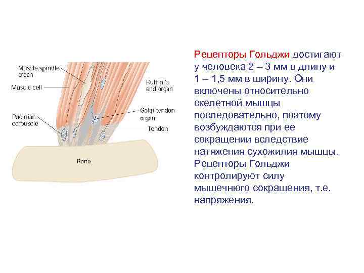 Рецепторы Гольджи достигают у человека 2 – 3 мм в длину и 1 –