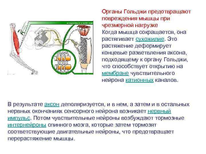 Органы Гольджи предотвращают повреждения мышцы при чрезмерной нагрузке Когда мышца сокращается, она растягивает сухожилие.