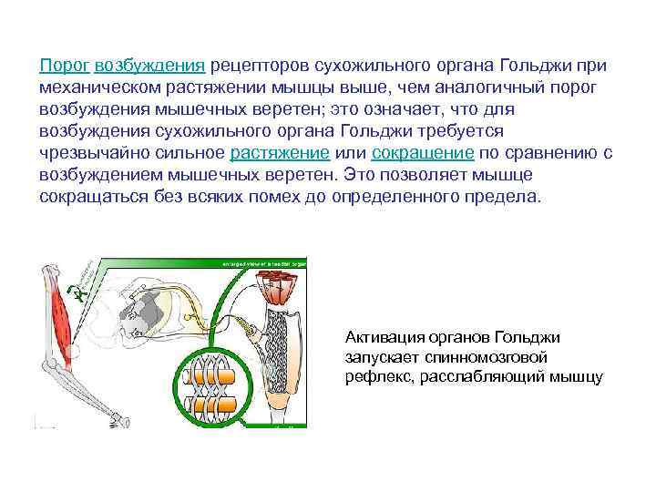 Порог возбуждения рецепторов сухожильного органа Гольджи при механическом растяжении мышцы выше, чем аналогичный порог