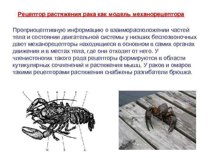 Рецептор растяжения рака как модель механорецептора Проприоцептивную информацию о взаиморасположении частей тела и состоянии