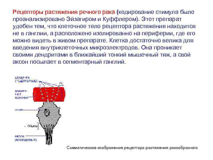 Рецепторы растяжения легких это