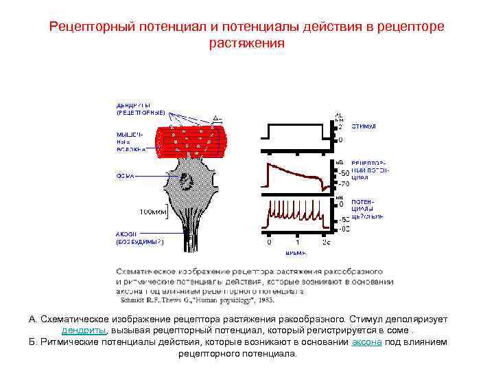 Рецепторный потенциал и потенциалы действия в рецепторе растяжения А. Схематическое изображение рецептора растяжения ракообразного.