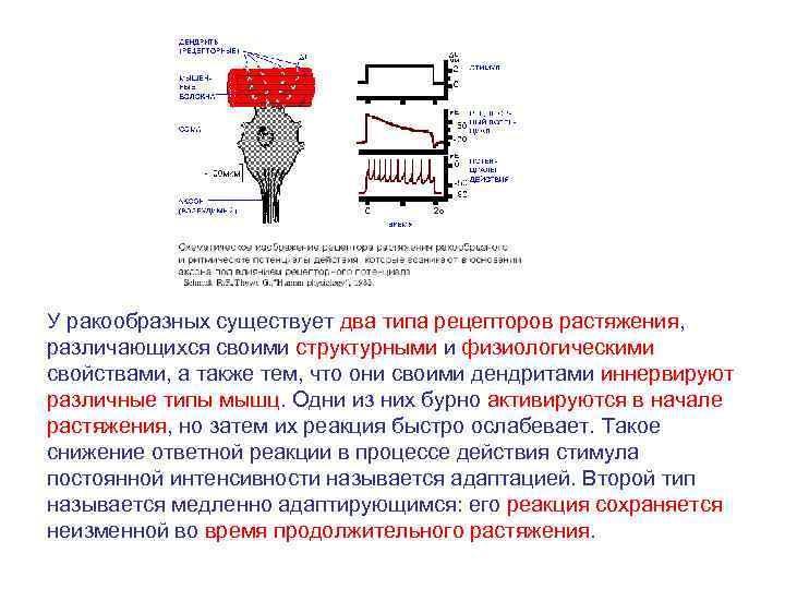 У ракообразных существует два типа рецепторов растяжения, различающихся своими структурными и физиологическими свойствами, а