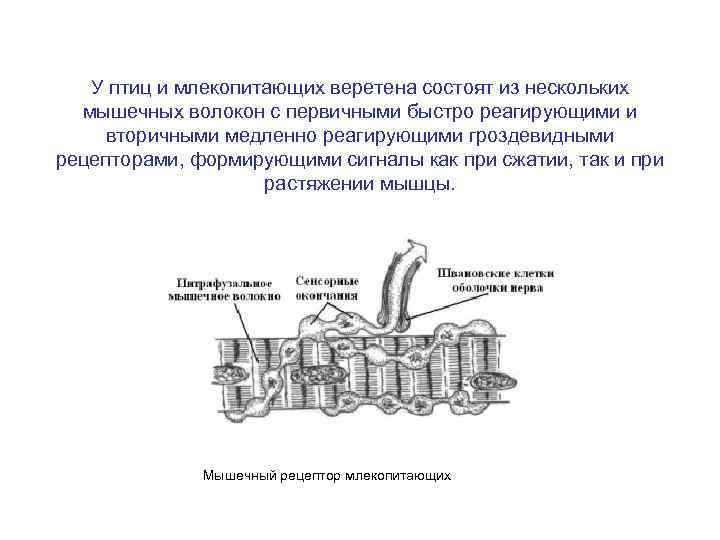 У птиц и млекопитающих веретена состоят из нескольких мышечных волокон с первичными быстро реагирующими