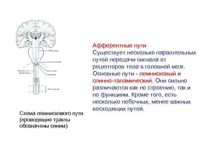 Схема лемнискового пути (проводящие тракты обозначены синим) Афферентные пути Существует несколько параллельных путей передачи