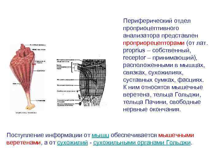 Периферический отдел проприоцептивного анализатора представлен проприорецепторами (от лат. proprius – собственный, receptor – принимающий),