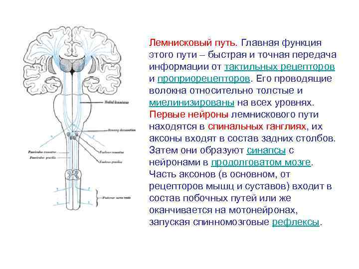 Неоспиноталамический путь схема