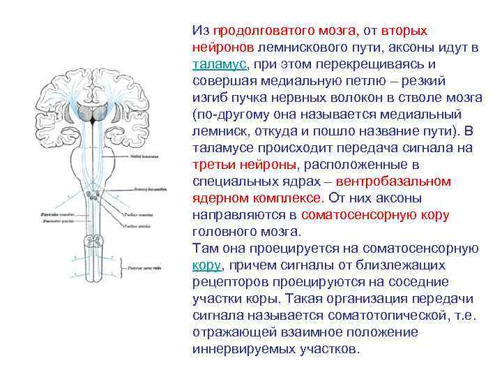 Продолговатый мозг размеры
