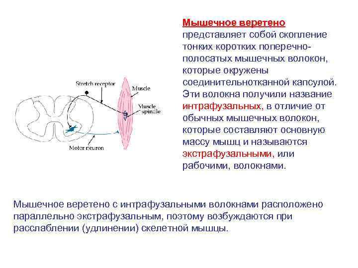 Мышечное веретено представляет собой скопление тонких коротких поперечнополосатых мышечных волокон, которые окружены соединительнотканной капсулой.