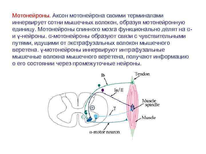 Мотонейроны. Аксон мотонейрона своими терминалами иннервирует сотни мышечных волокон, образуя мотонейронную единицу. Мотонейроны спинного