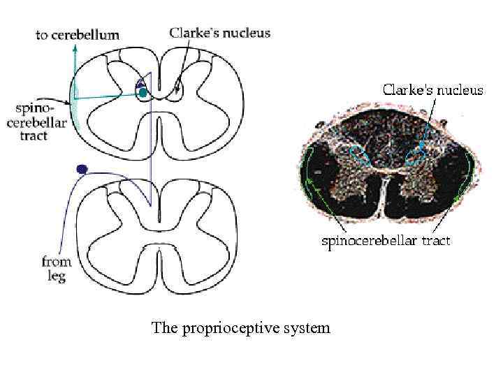 The proprioceptive system 