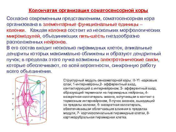 Согласно современным представлениям. Колончатый принцип организации коры больших полушарий. Колонковая организация коры. Колончатая организация коры. Колончатая организация зрительной коры.