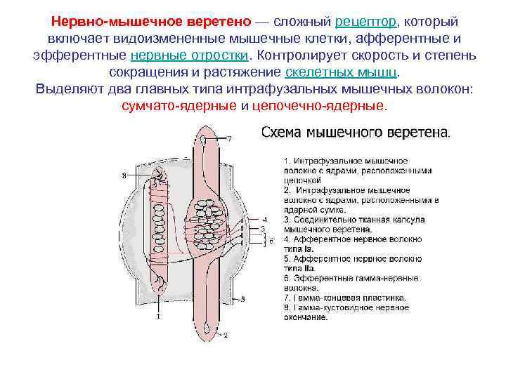 Аксоны мотонейронов спинного мозга