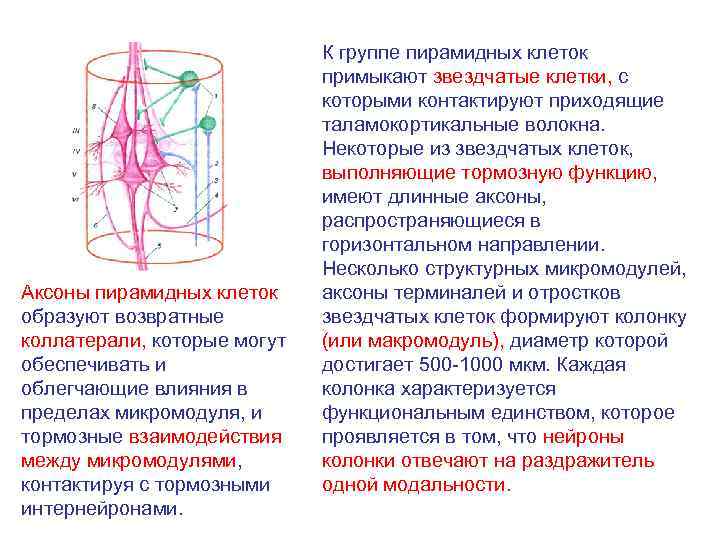 Аксоны пирамидных клеток образуют возвратные коллатерали, которые могут обеспечивать и облегчающие влияния в пределах