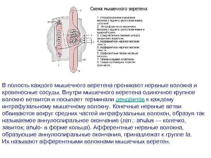 В полость каждого мышечного веретена проникают нервные волокна и кровеносные сосуды. Внутри мышечного веретена