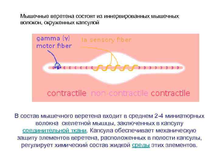 Мышечные веретена состоят из иннервированных мышечных волокон, окруженных капсулой В состав мышечного веретена входит