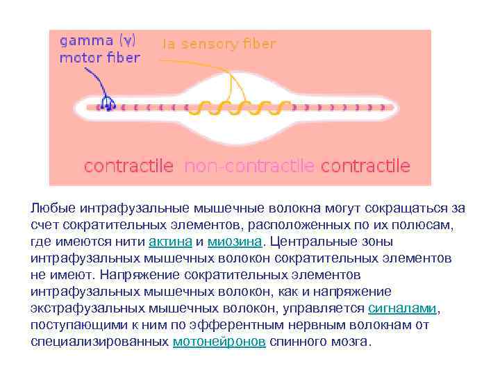 Любые интрафузальные мышечные волокна могут сокращаться за счет сократительных элементов, расположенных по их полюсам,