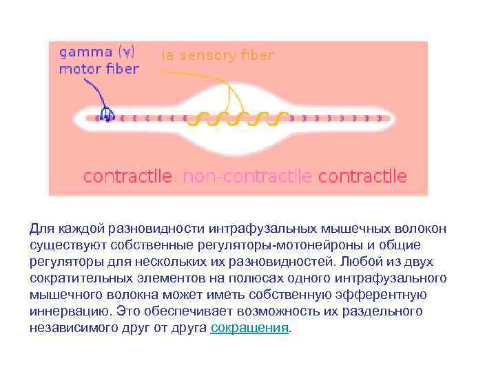 Для каждой разновидности интрафузальных мышечных волокон существуют собственные регуляторы-мотонейроны и общие регуляторы для нескольких